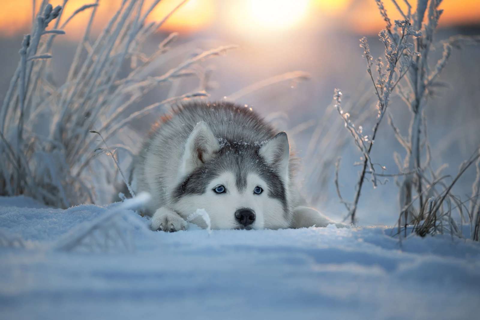 Wolf in het bos online puzzel