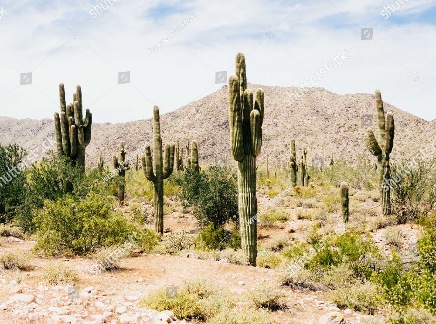 Castus în Arizona SUA jigsaw puzzle online