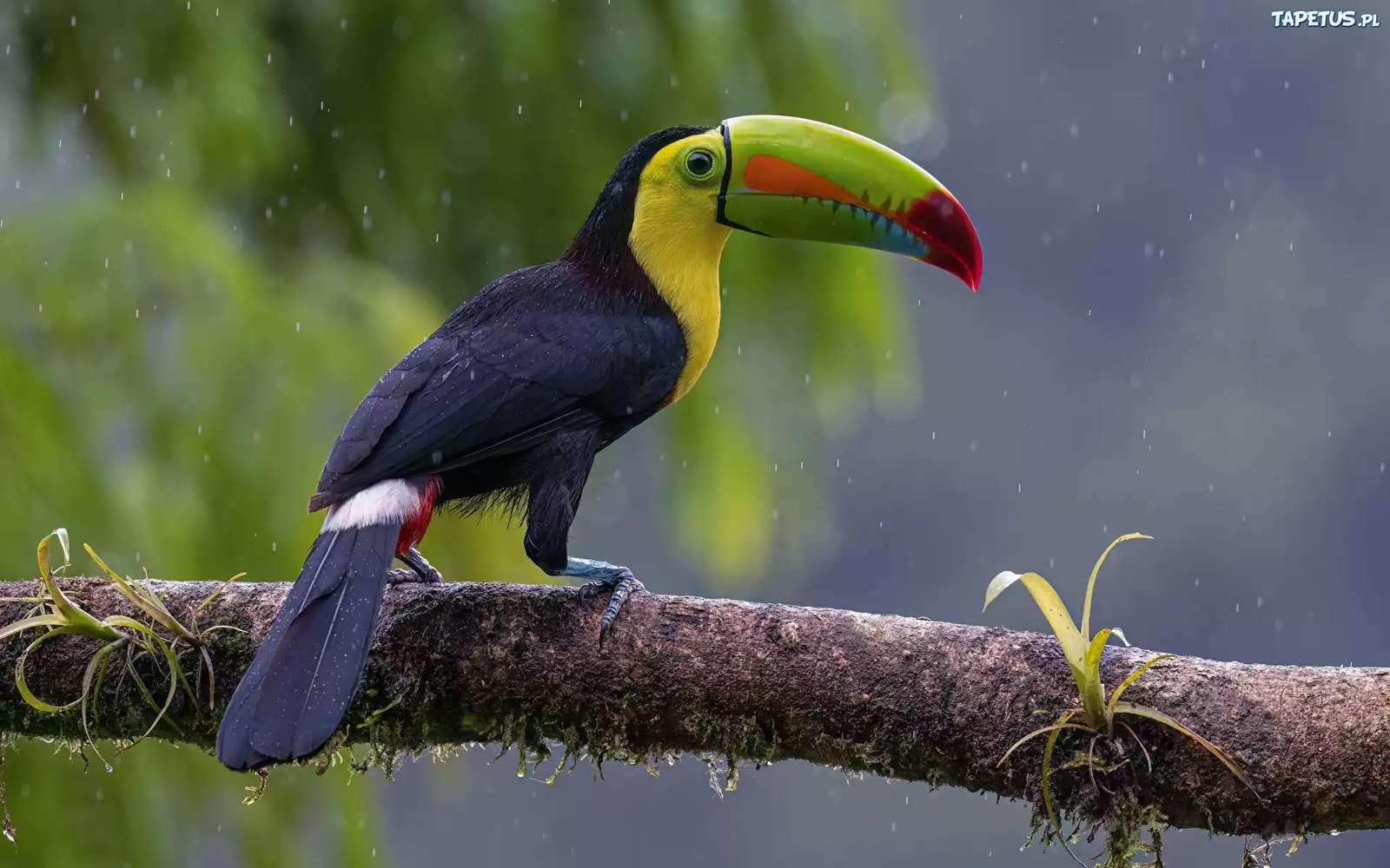 Frumos tucan cu cicuri curcubeu jigsaw puzzle online