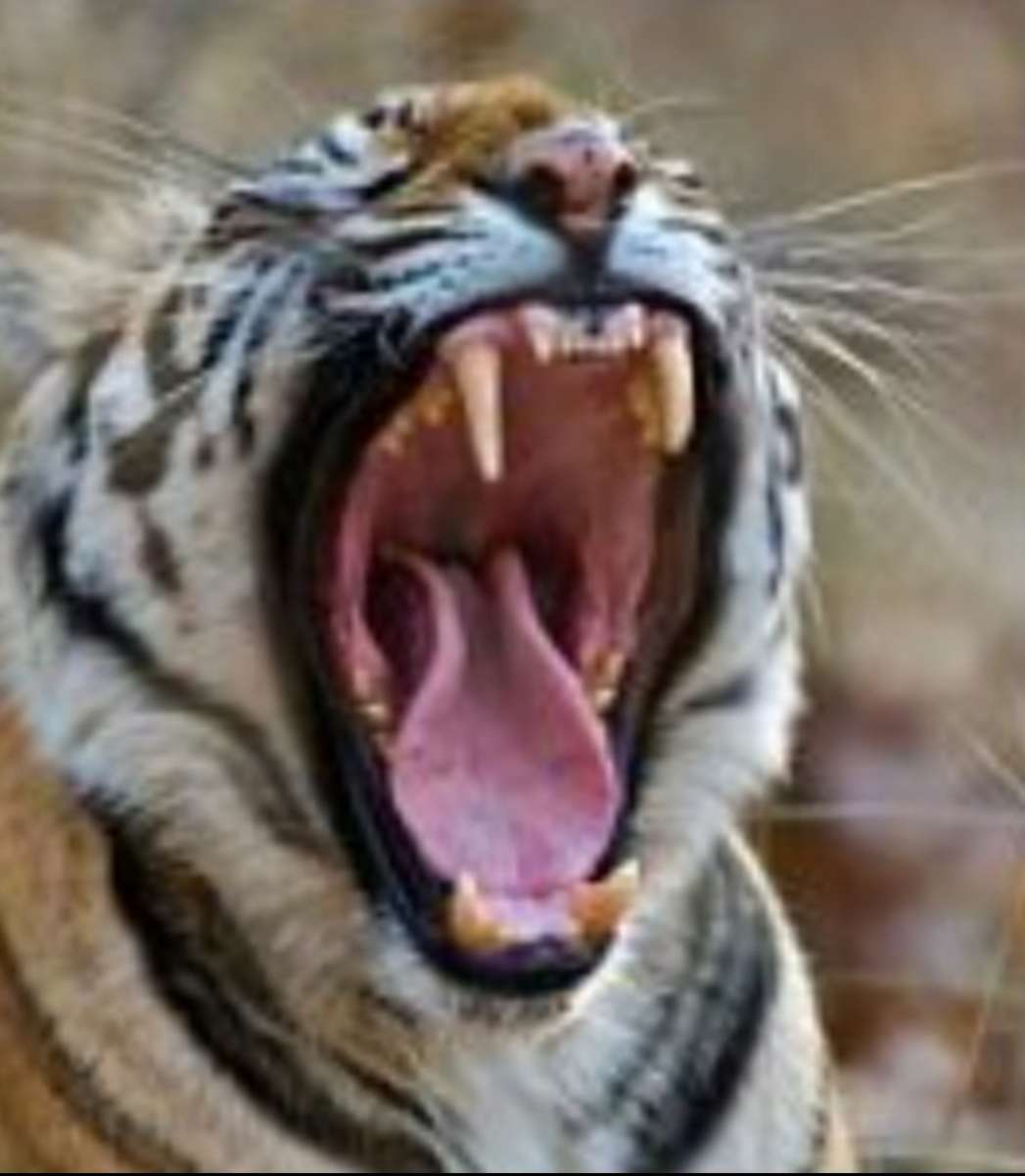 Tigre bostezando rompecabezas en línea