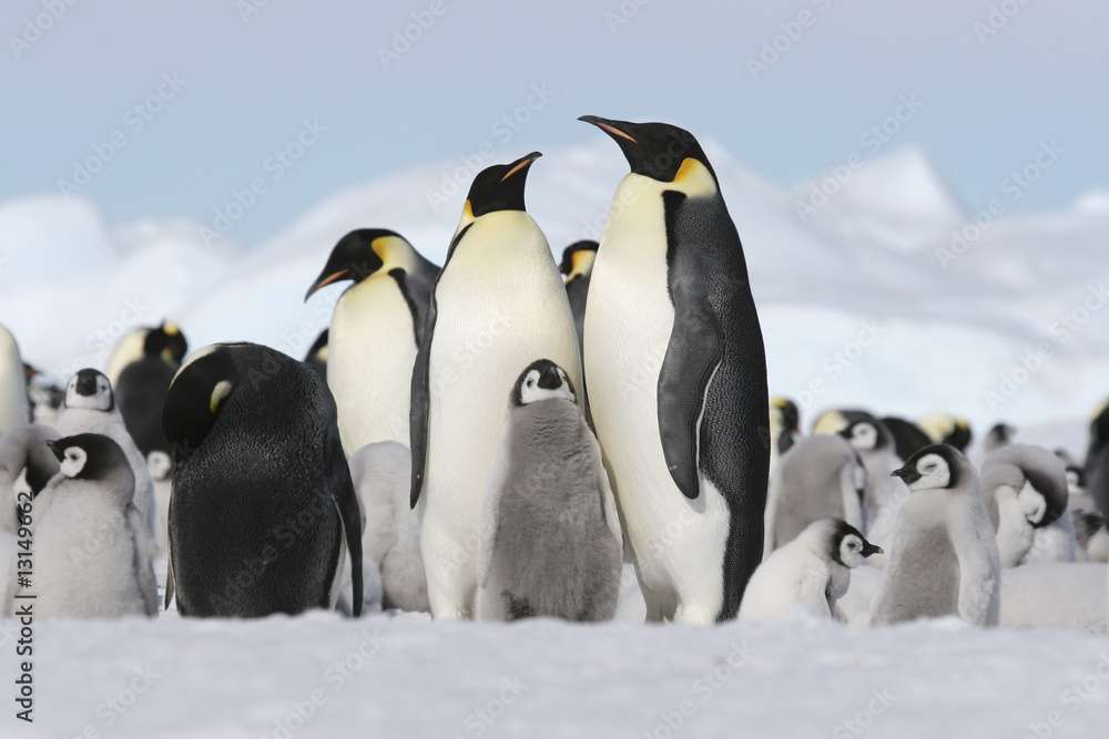 ペンギンの家族 ジグソーパズルオンライン