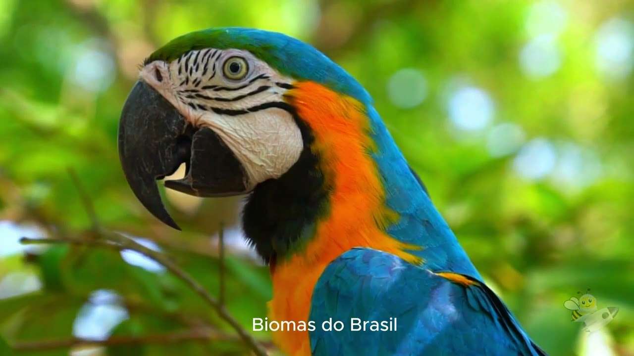 Arara azul biomas brasileiros online puzzle