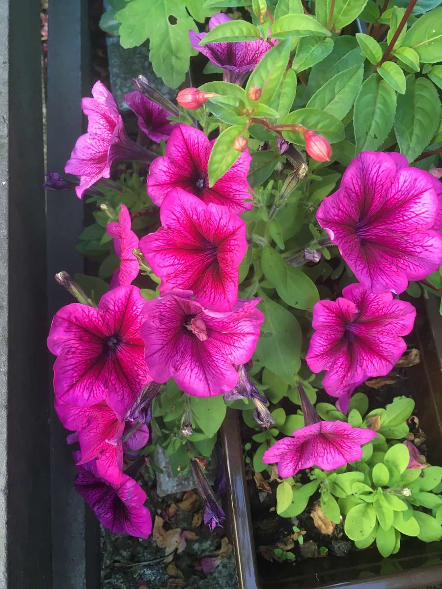 blommor i trädgården Pussel online