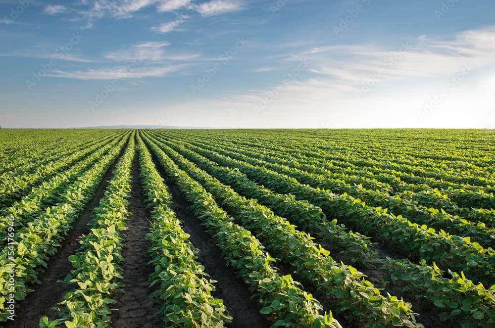 Soybean field ❤️❤️❤️❤️❤️❤️ jigsaw puzzle online