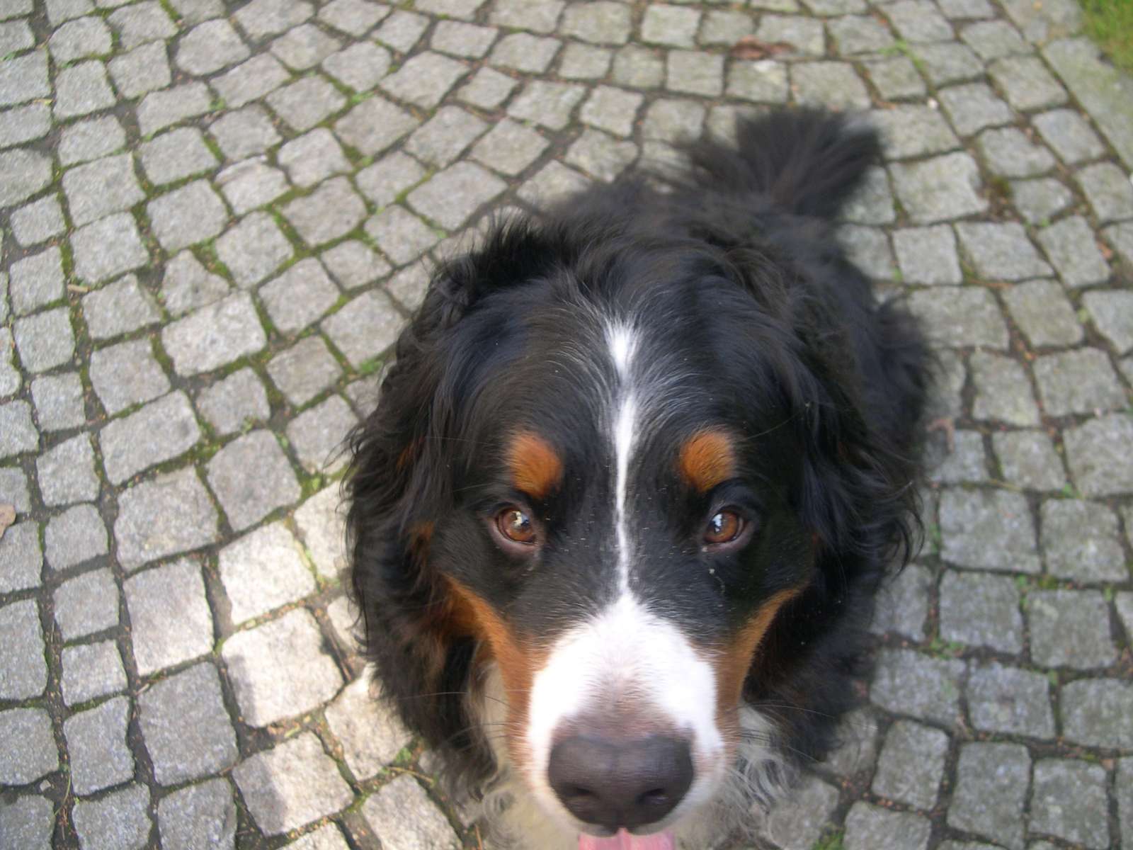 Perro de montaña de Berna rompecabezas en línea