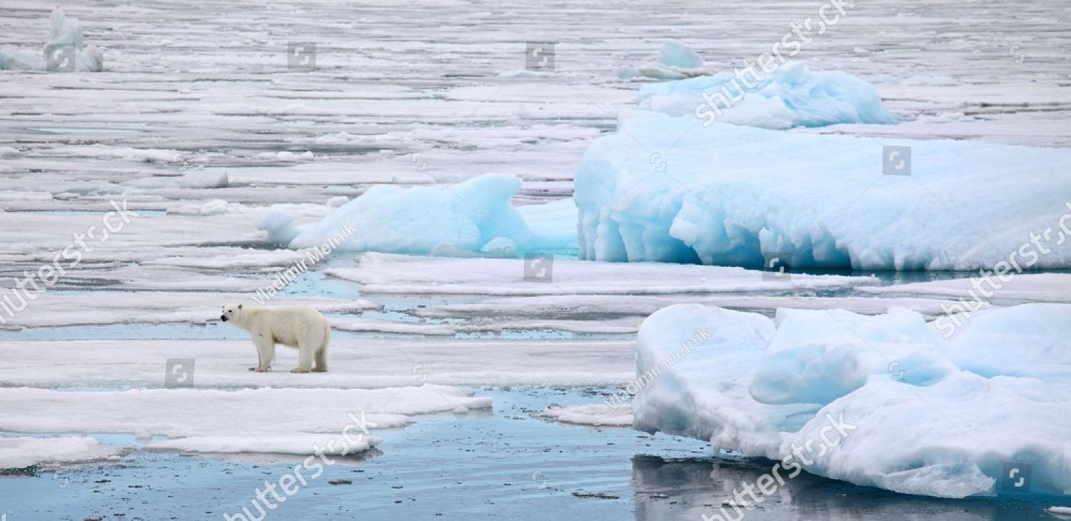 Oso polar en el hielo rompecabezas en línea