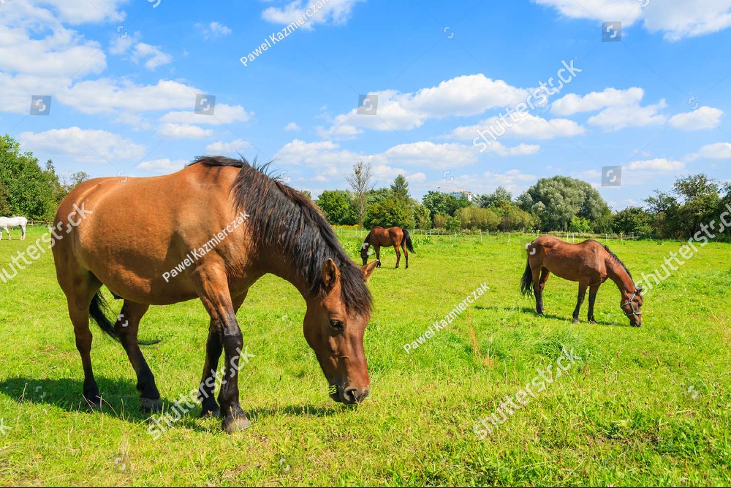 Lovak a mezőn online puzzle