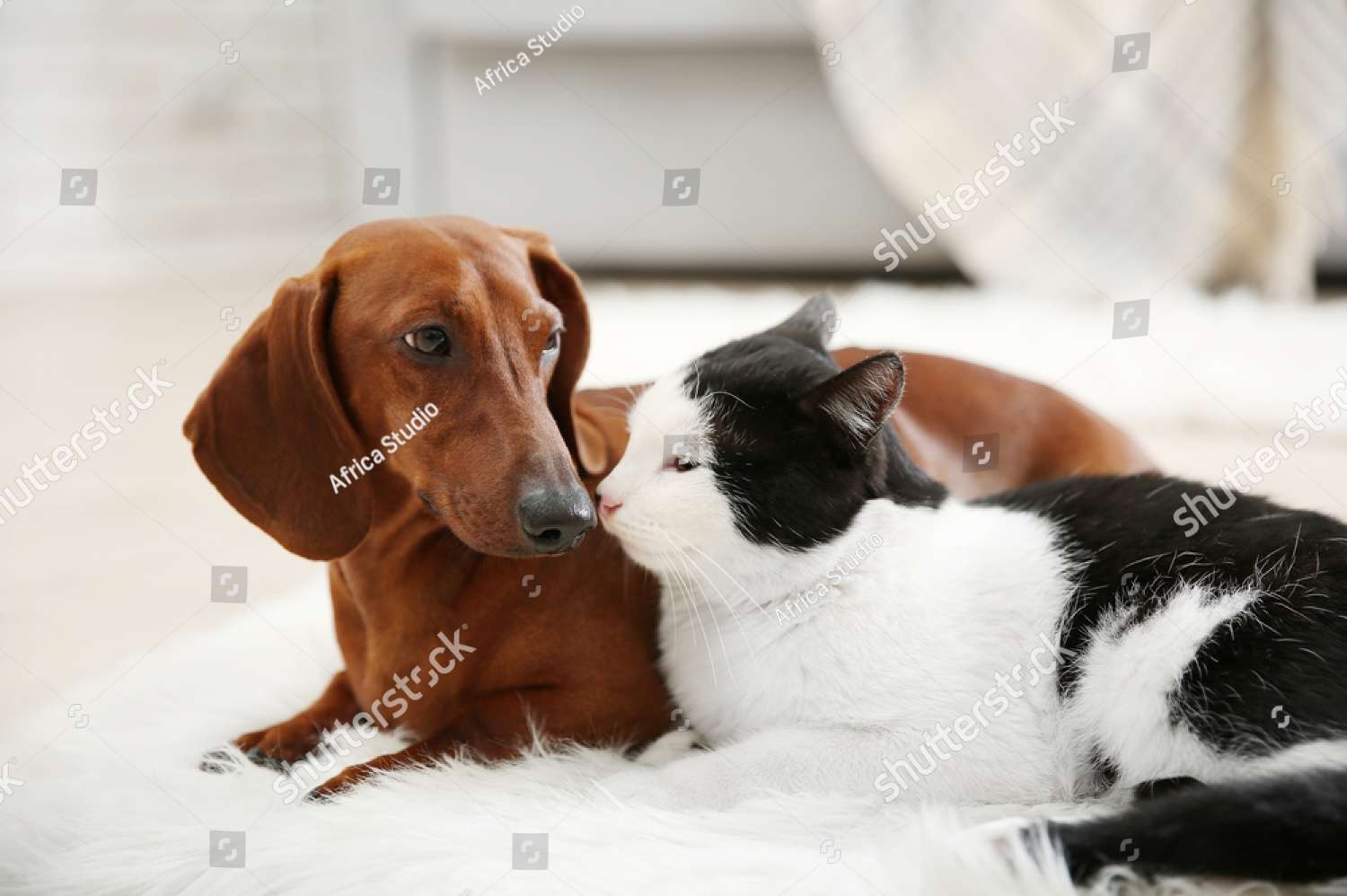 Perro salchicha con un gato rompecabezas en línea