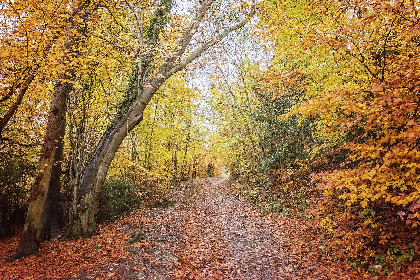 Ashridge puzzle en ligne