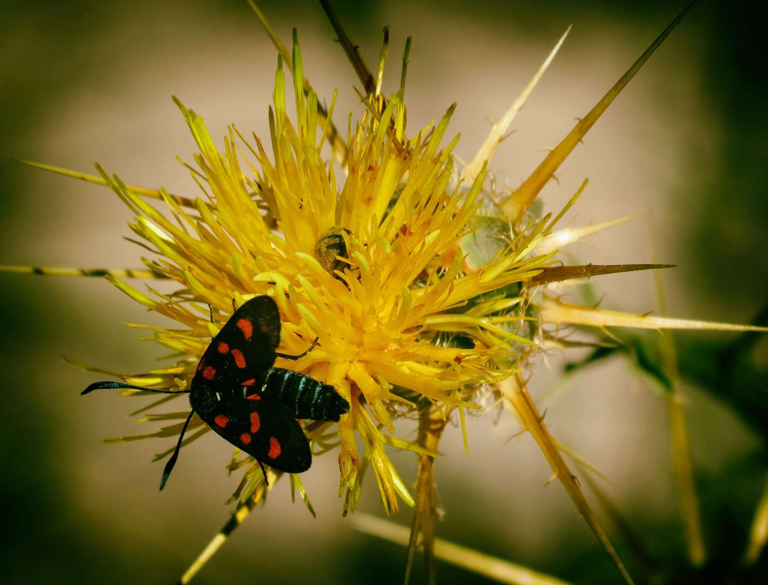 Papillon sur fleur sauvage puzzle en ligne