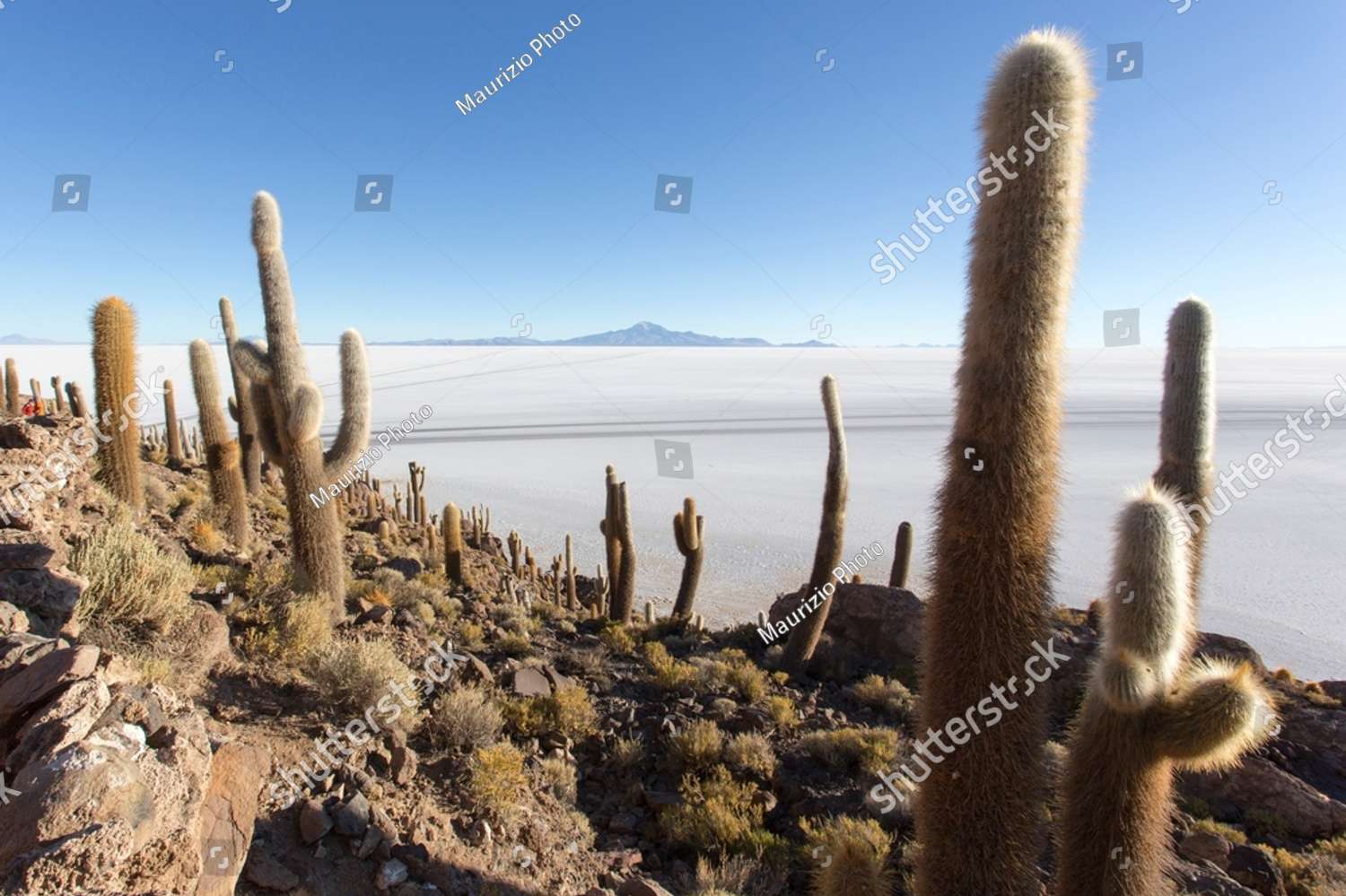 Una vista del deserto di sale con i cactus puzzle online