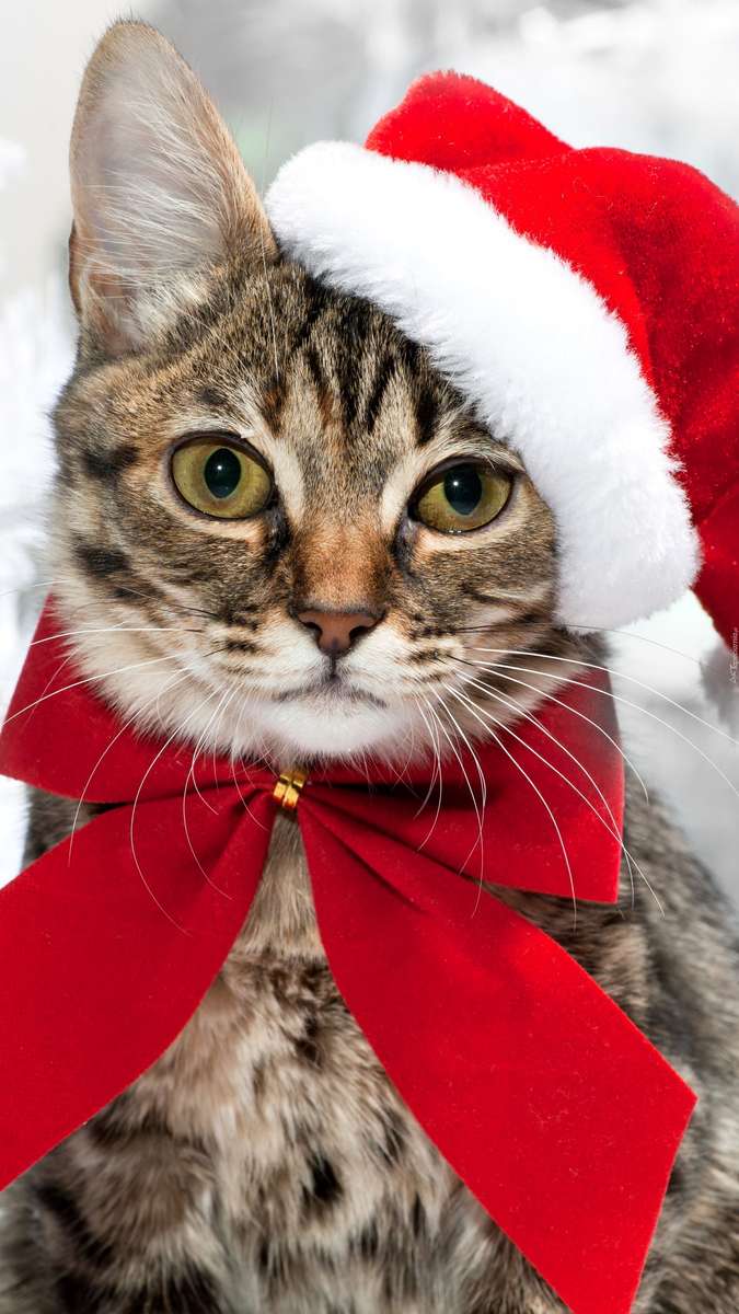 Santa Claus cat online puzzle