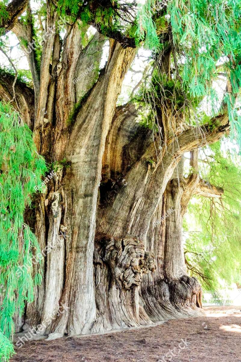 L'albero più grosso del mondo in Messico puzzle online