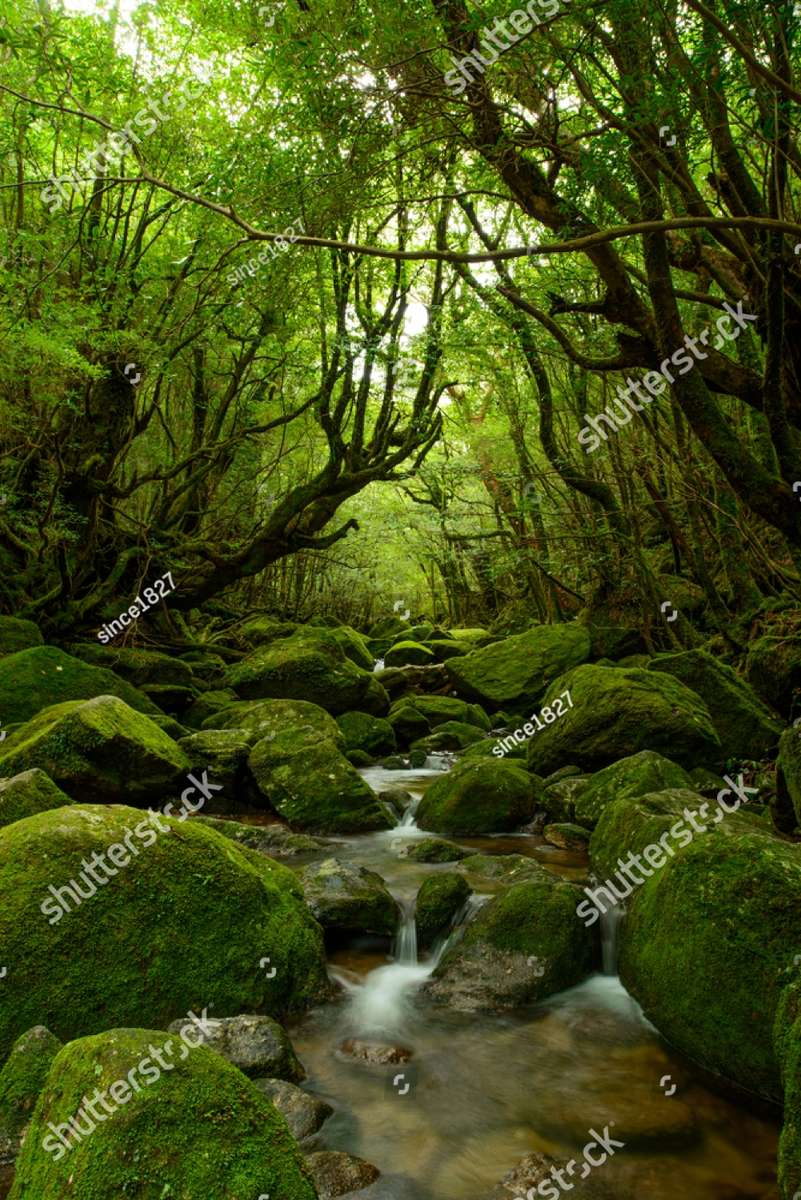 Forêt luxuriante de Yakushima au Japon puzzle en ligne