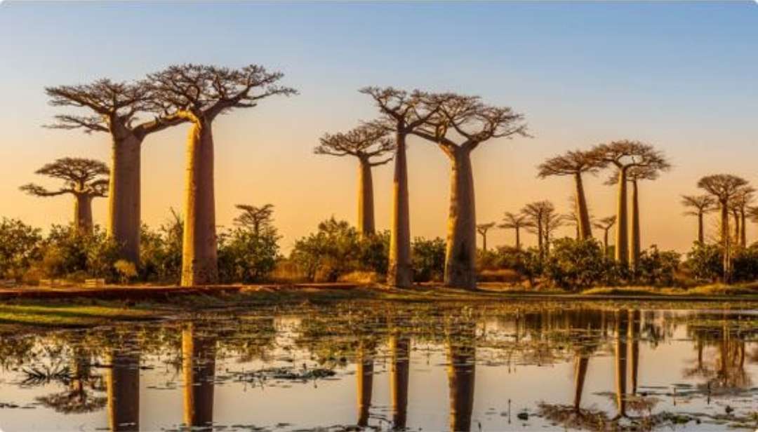 Vicolo dei Baobab in Madagascar puzzle online