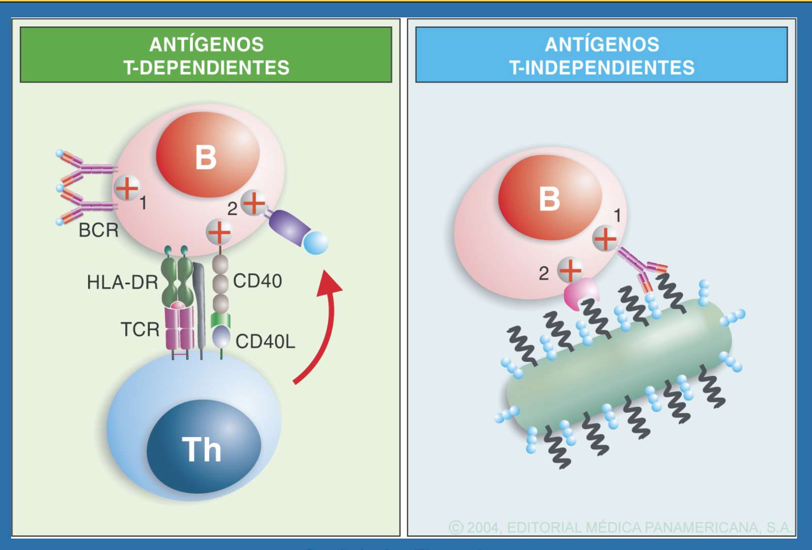 t-dependent or t-independent antigens online puzzle