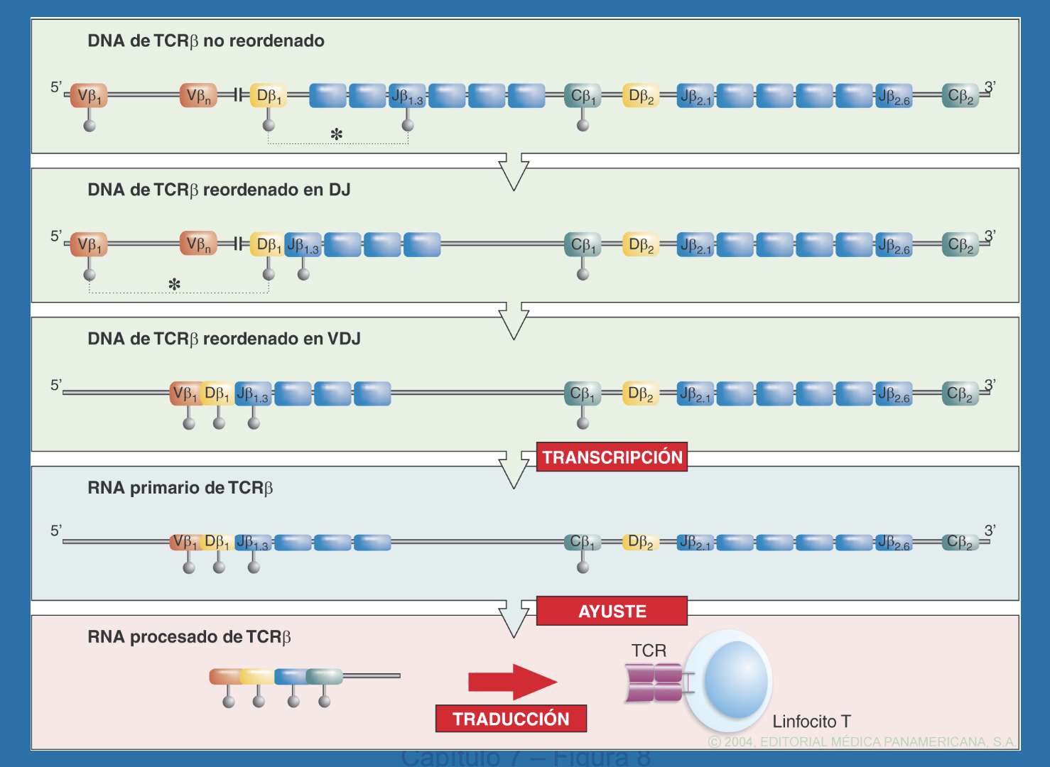 Riarrangiamenti del gene TCR puzzle online