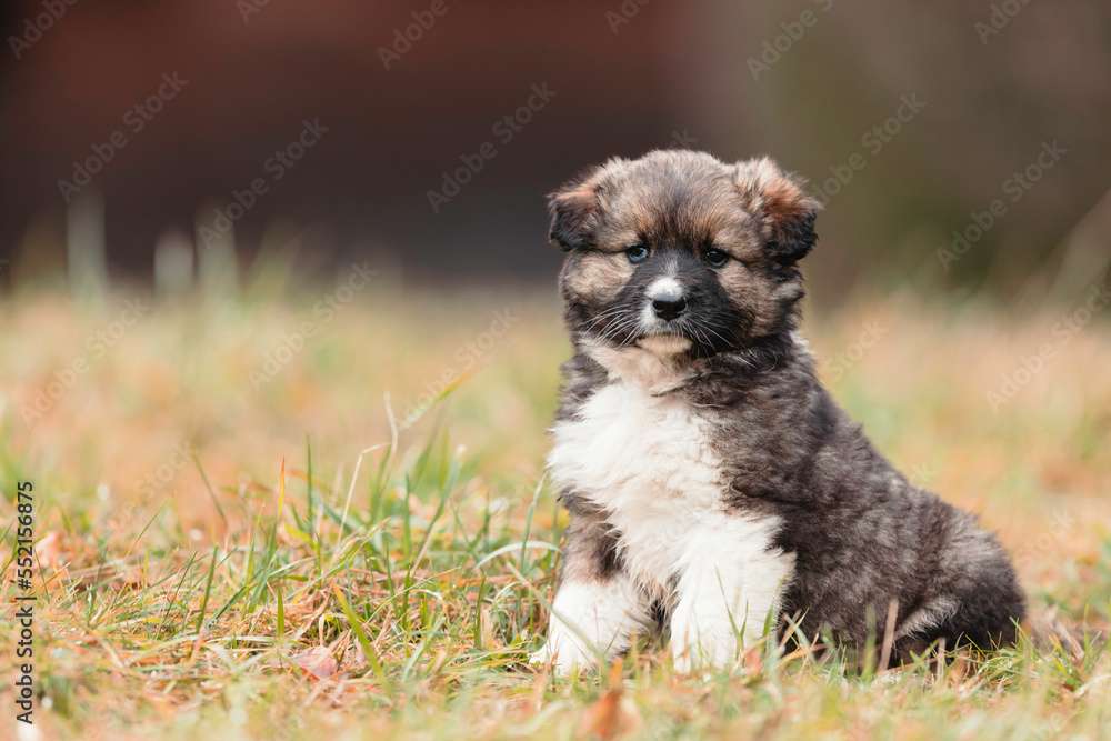 Cachorrinho adorável puzzle online