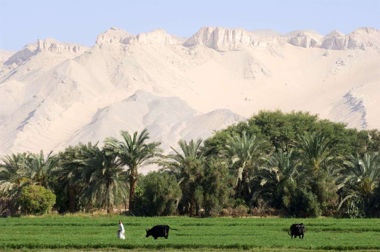 Oásis no deserto de Dakhla no Egito quebra-cabeças online