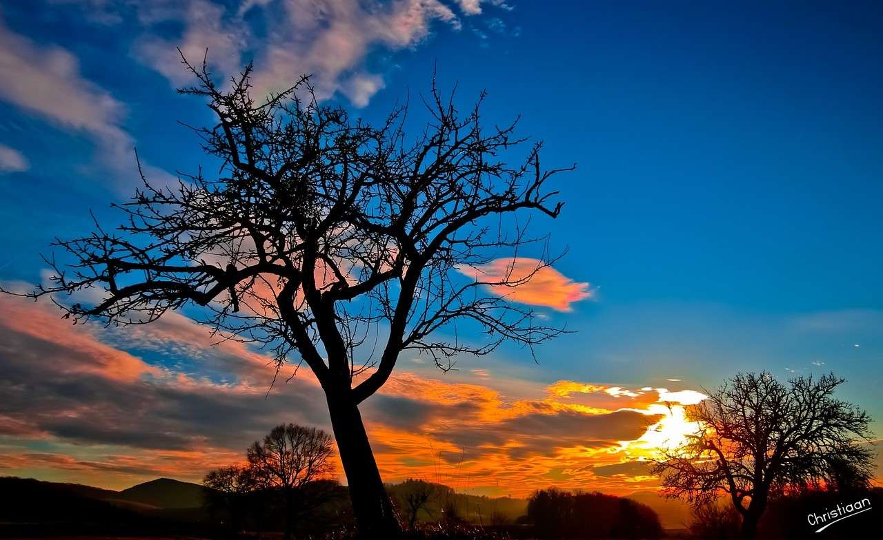 Árbol, Puesta De Sol. rompecabezas en línea