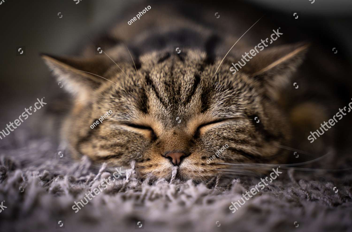 Sleeping Kitten 😴🐱 jigsaw puzzle online