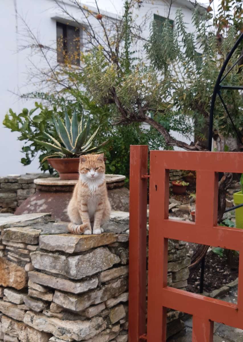 Chaton chypriote devant la maison puzzle en ligne