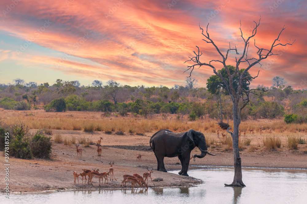 Animales en África rompecabezas en línea