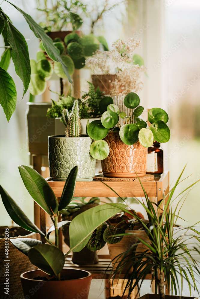 Potted Plants jigsaw puzzle online