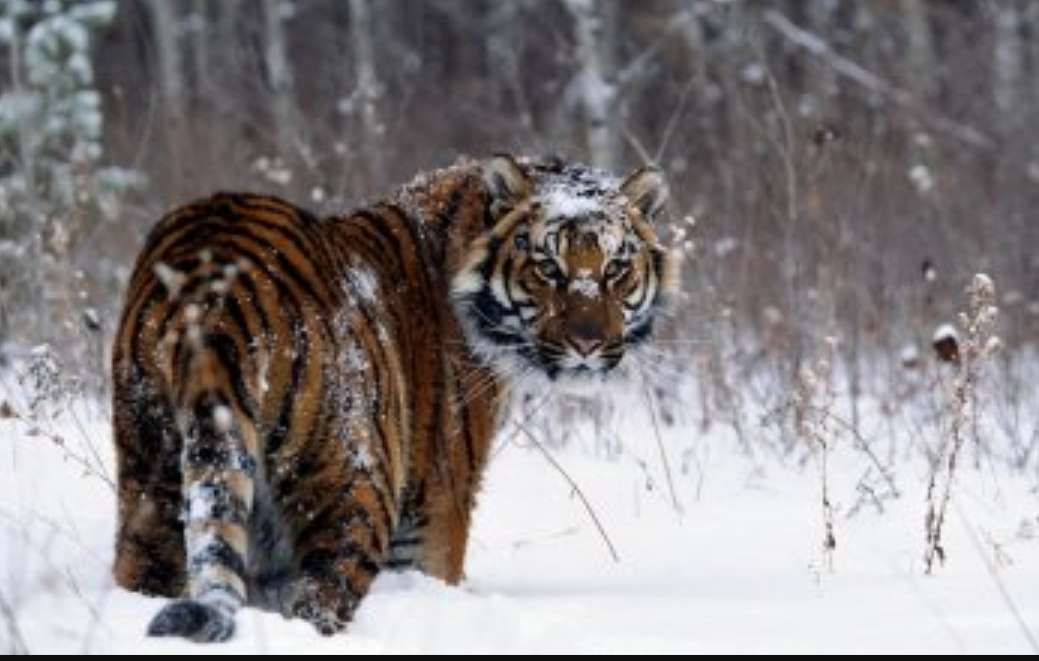 tigre y nieve rompecabezas en línea