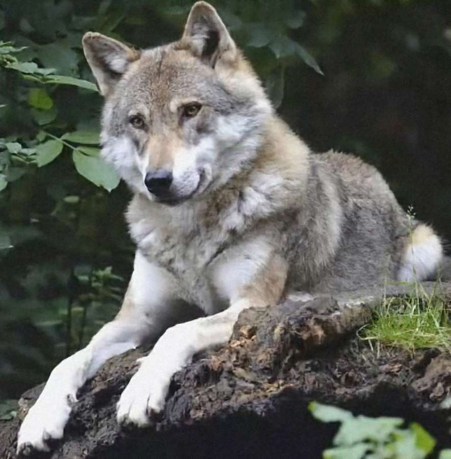 aqui esta el lobo rompecabezas en línea