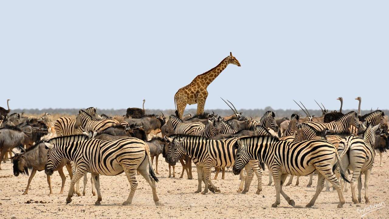 Zebra, Giraffe, Afrika. Online-Puzzle