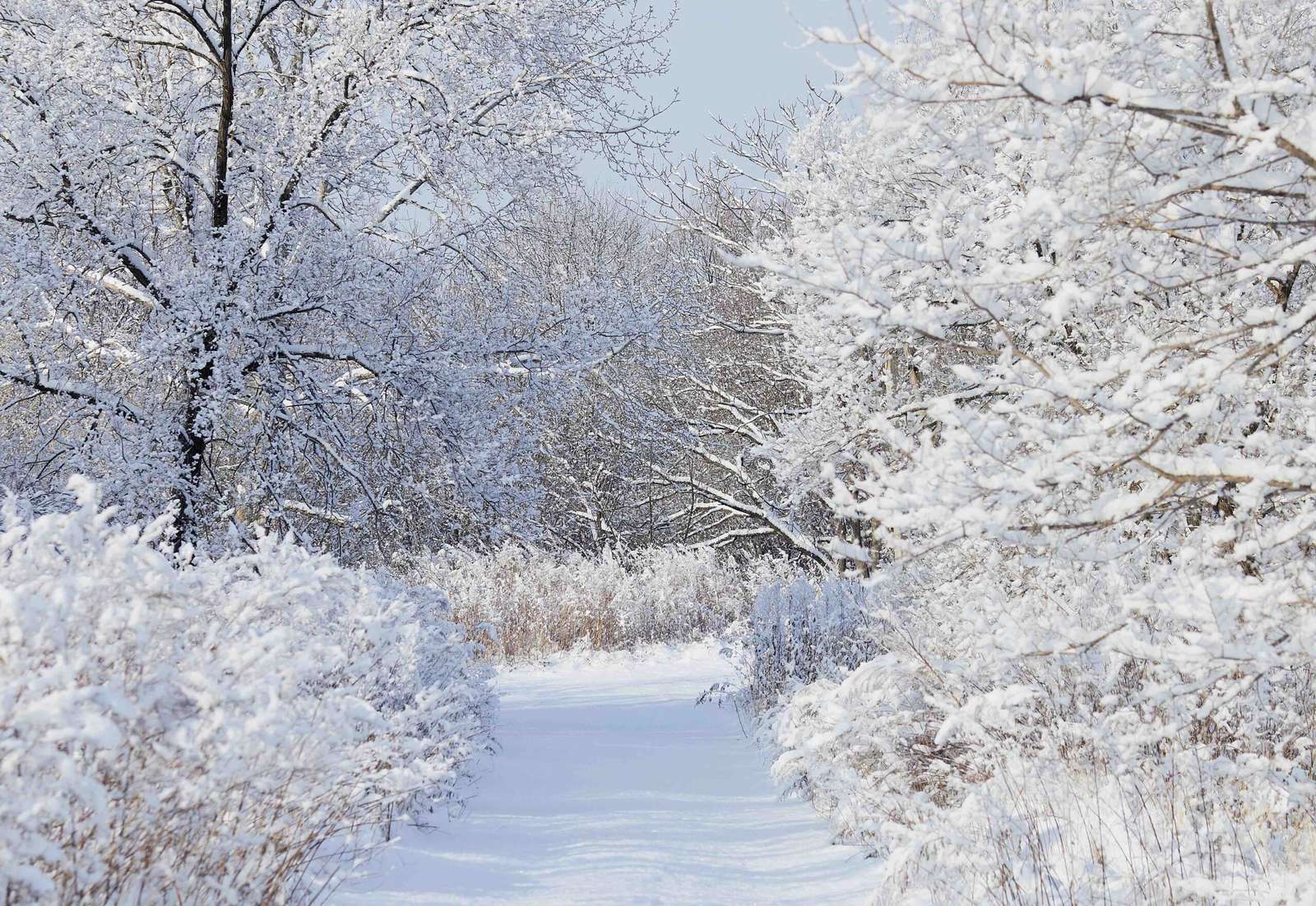 Caminhando em um país das maravilhas do inverno quebra-cabeças online