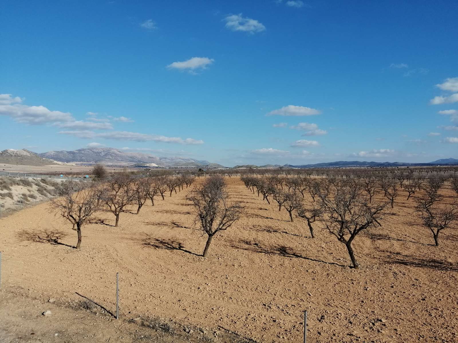 Olivos jóvenes rompecabezas en línea