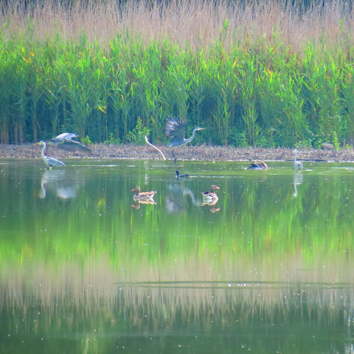 Herons in nature jigsaw puzzle online