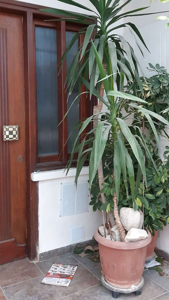 palmiers en pots devant la maison puzzle en ligne