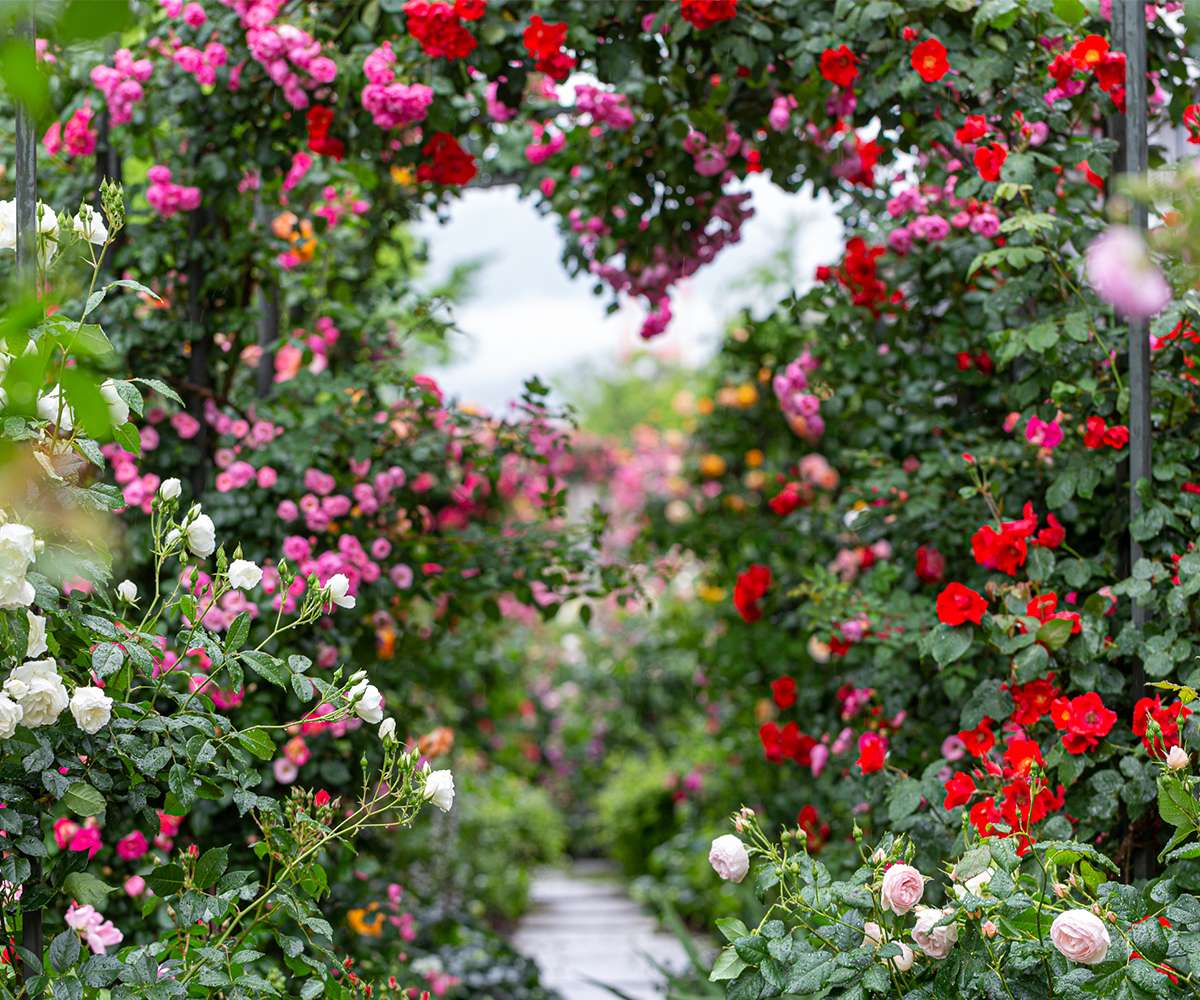 Flores y jardines románticos rompecabezas en línea