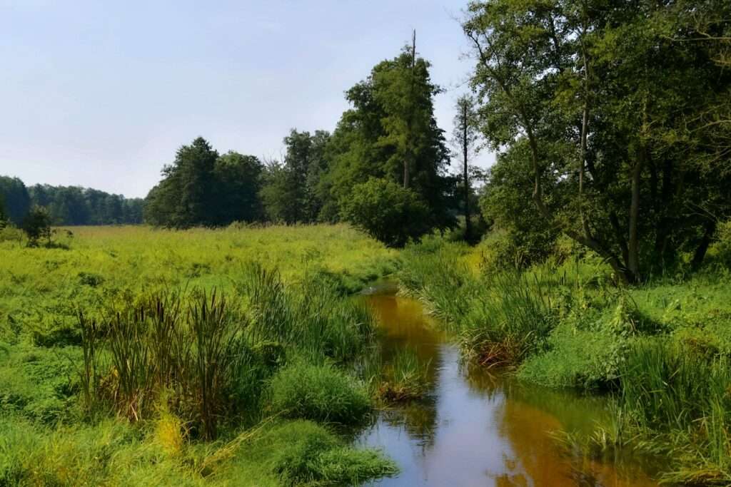 Um rio raso na floresta quebra-cabeças online