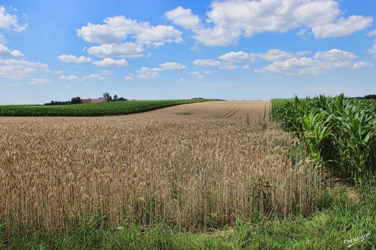 Grain field, Wheatfield, Agriculture. jigsaw puzzle online