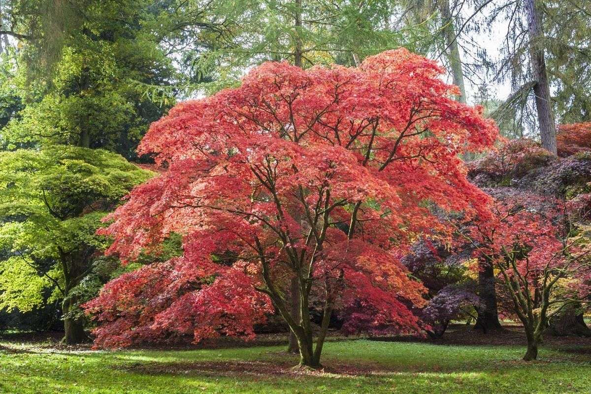 Japanese Maples online puzzle