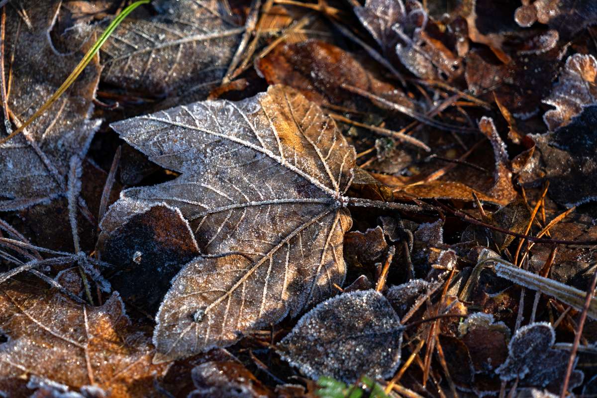 Herfstbladeren legpuzzel online