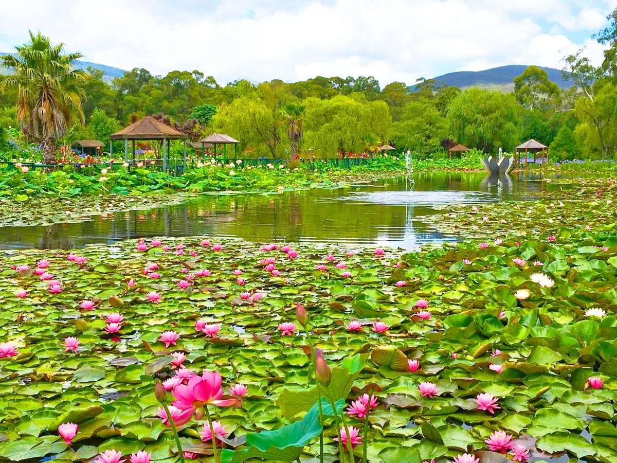 Blue Lotus Water Garden jigsaw puzzle online