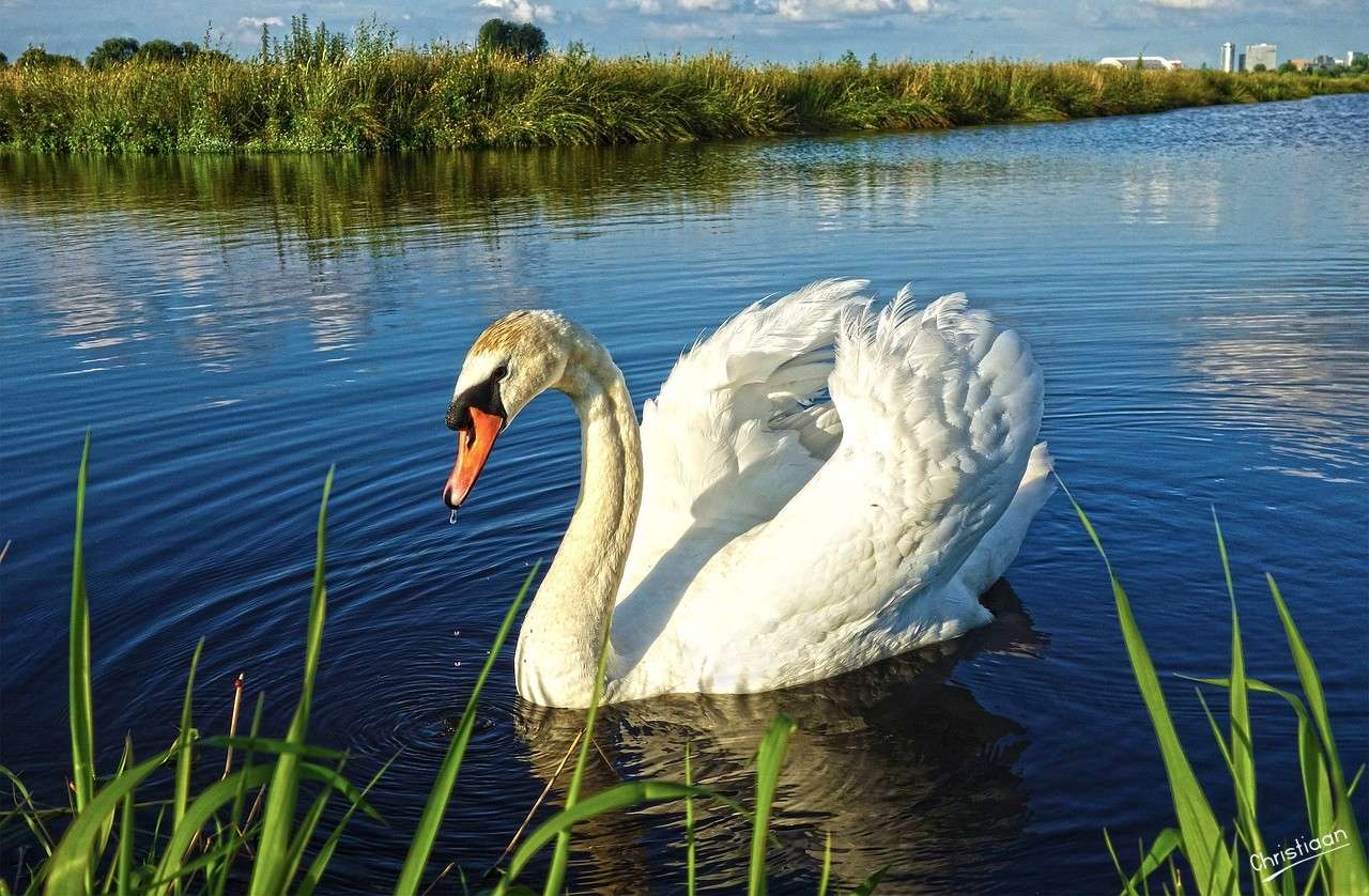 Лебідь, річка, водоплавні птахи. пазл онлайн