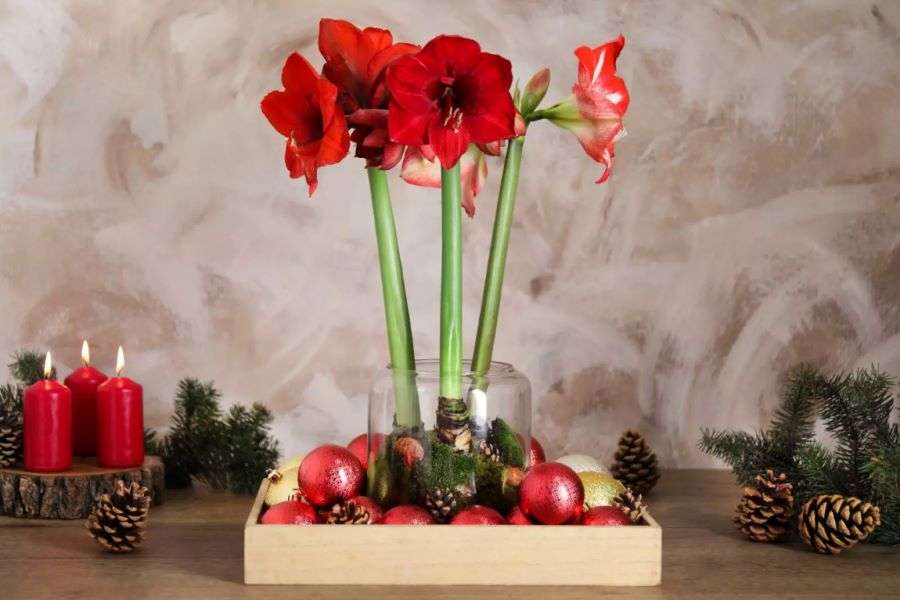 Arborvitae, noto anche come Hippeastrum puzzle online