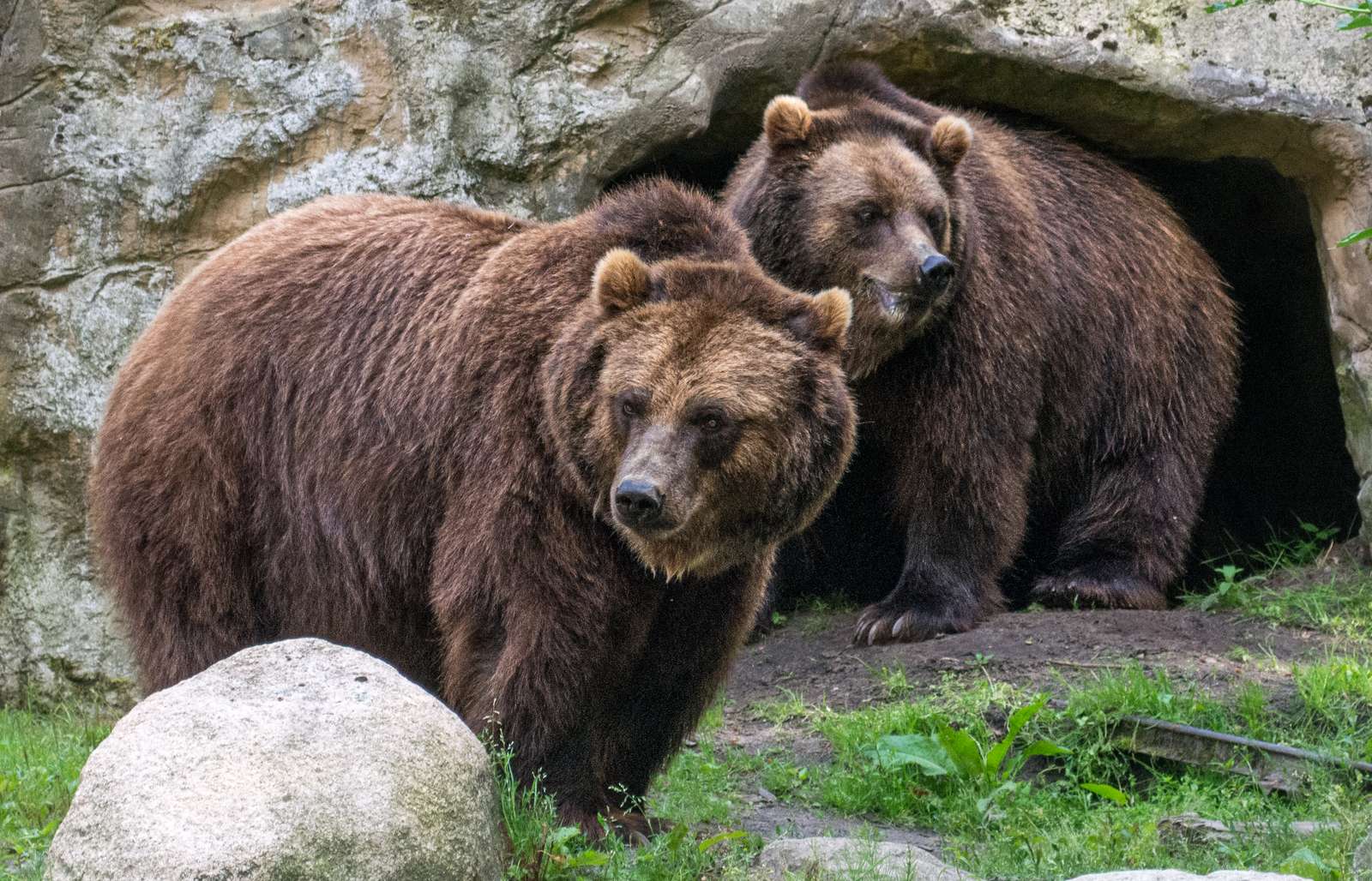 Bear couple online puzzle