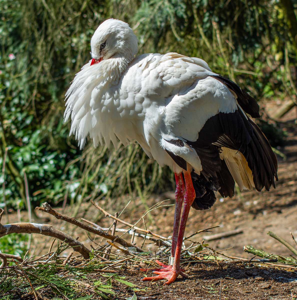 En stork på våren pussel på nätet