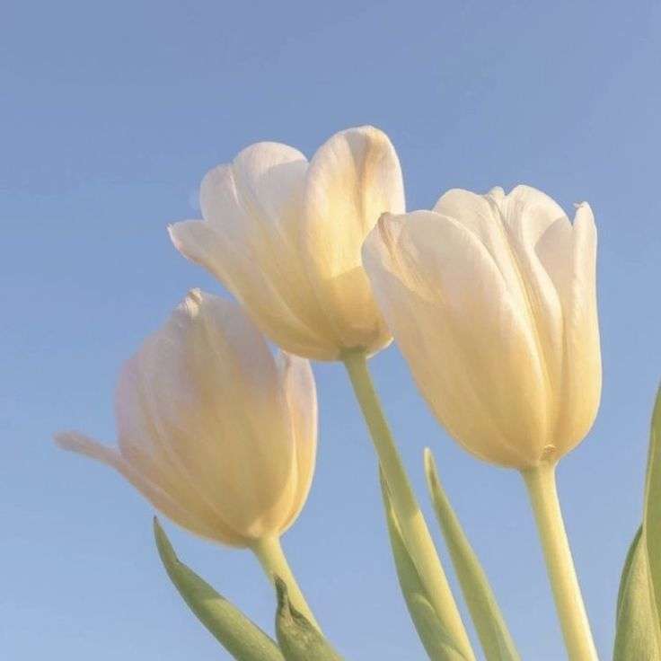 tulipanes blancos rompecabezas en línea