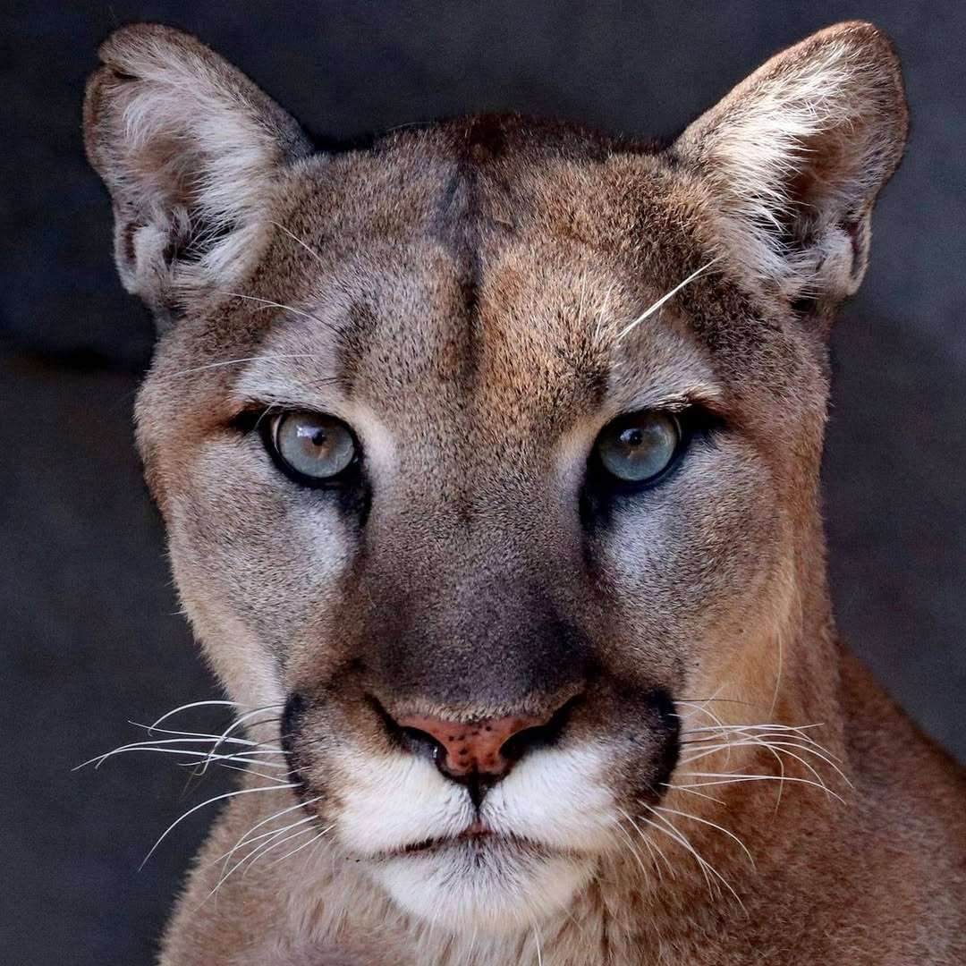 Puma cat for OT online puzzle