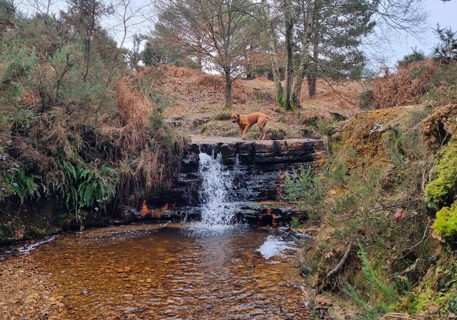 Tuin van Eden-waterval legpuzzel online