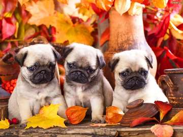 pugs in autumn jigsaw puzzle online
