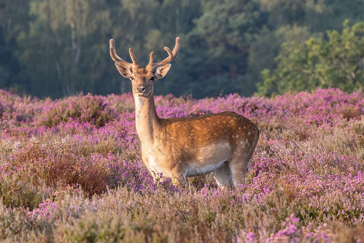 Stag in the New Forest UK kirakós online